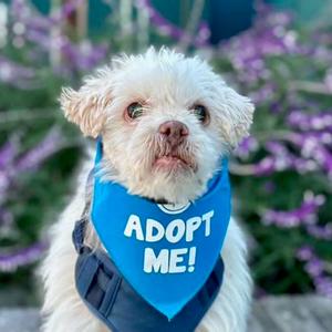 Bumper Car, Maltese, senior, available for adoption