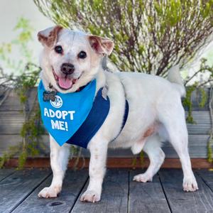 Chad, Terrier, senior, available for adoption