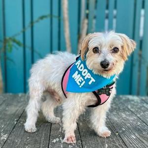 Capri Sun, Maltese, senior, available for adoption