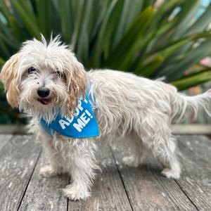 Capri Sun, Maltese, senior, available for adoption