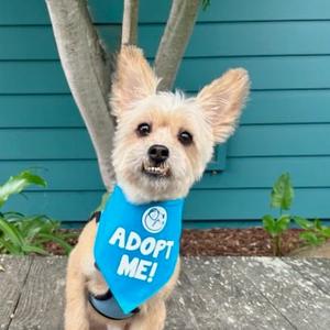 Casper, Terrier, Yorkshire, Yorkie, senior, available for adoption