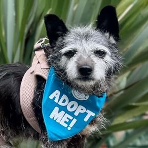 Bob Barker, Terrier, senior, available for adoption