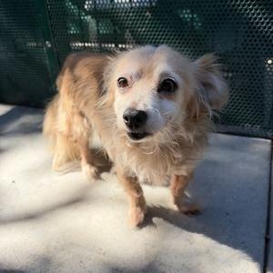 Bones, Chihuahua, Long Coat, senior, available for adoption