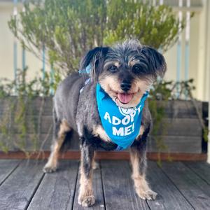 Gabby, Schnauzer, senior, available for adoption