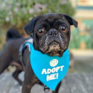 Biggie, Pug, adult, available for adoption