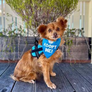 Honey, Pomeranian, senior, available for adoption