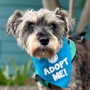 Bel Air, Schnauzer, senior, available for adoption