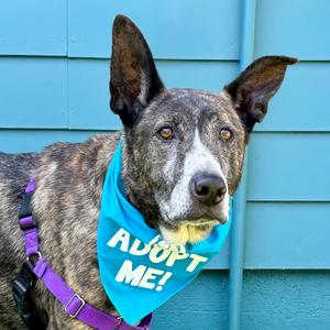 A brindle dog with a blue bandana that says 'ADOPT ME!' against a blue wall.