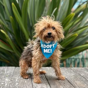 Bon Bon, Terrier, Yorkshire, Yorkie, senior, available for adoption