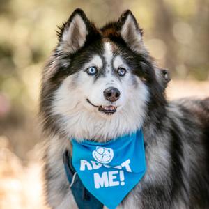 Hatchi, Husky, senior, available for adoption