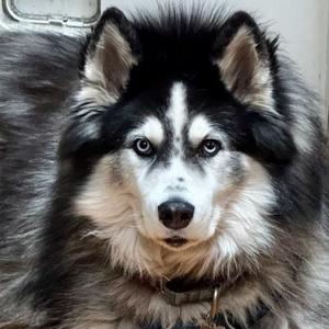 Hatchi, Husky, senior, available for adoption