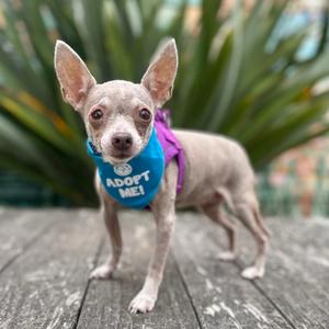 Fritter, Chihuahua, Short Coat, senior, available for adoption