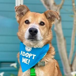 Guppy, Shepherd, adult, available for adoption