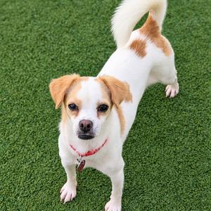 Figueroa, Chihuahua, adult, available for adoption