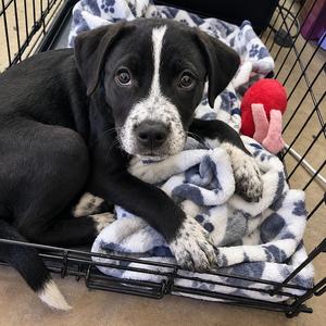 Curry, Retriever, Labrador, puppy, available for adoption