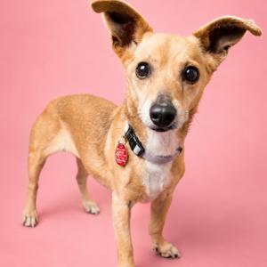 A small brown and white dog with large ears standing on a pink background.