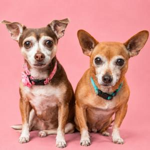 Chi Chi bonded with Dash, Dachshund, Standard Smooth Haired, senior, available for adoption