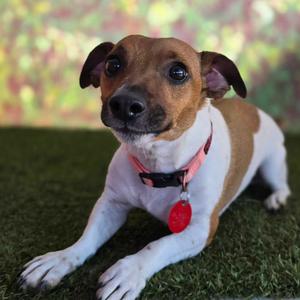 Bella, Terrier, Jack Russell, adult, available for adoption