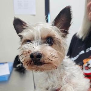 Drogo, Terrier, Yorkshire, Yorkie, adult, available for adoption