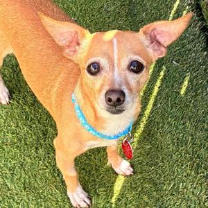 JayJay, Chihuahua, adult, available for adoption
