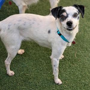 Haalland, Chihuahua, adult, available for adoption