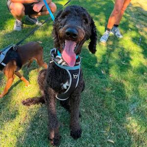 Arrow, Poodle, Standard, adult, available for adoption