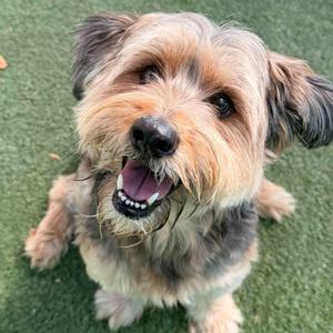 A small dog with shaggy fur, looking up with its mouth open and tongue out, sitting on green grass.