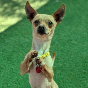 a small dog standing on its hind legs with its front paws raised