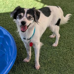 Kane, Chihuahua, adult, available for adoption