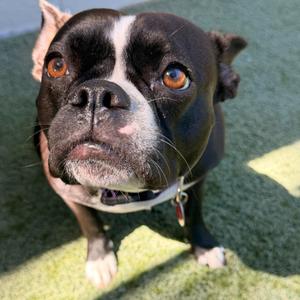 Beignet (Cookie), Bulldog, French, adult, available for adoption