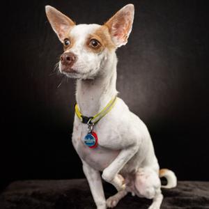 Chico, Chihuahua, adult, available for adoption