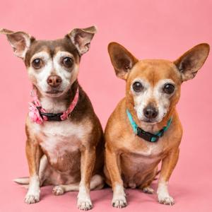 Dash Bonded with Chi Chi, Dachshund, Standard Smooth Haired, senior, available for adoption