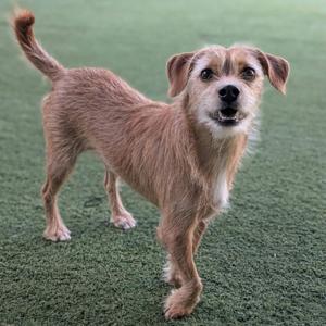 A small brown dog standing on a green artificial turf surface.