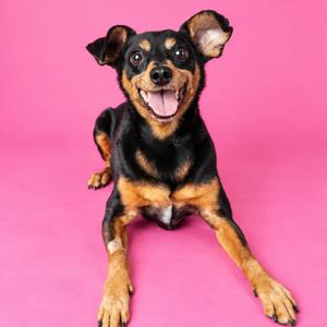 A black and tan dog with floppy ears and a happy expression is lying on a pink background.
