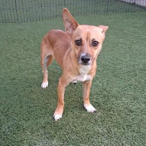 a brown dog standing on a green artificial turf