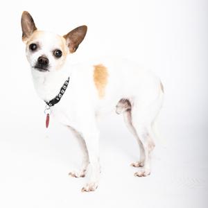 A small white chihuahua with tan markings and a black studded collar stands on a white background.