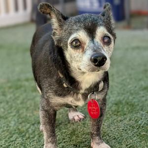 A small dog with gray and black fur, standing on green grass, wearing a red tag on its collar.