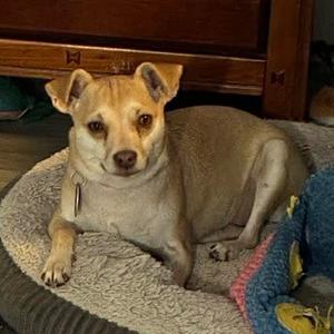 Bumblebee, Chihuahua, adult, available for adoption