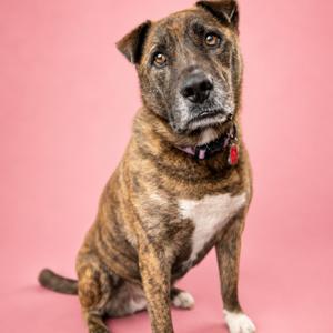 A brindle-colored dog with a white chest and paws sitting on a pink background.