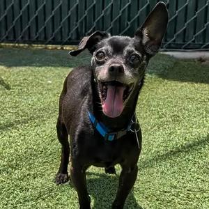 Buddy D, Chihuahua, Short Coat, senior, available for adoption