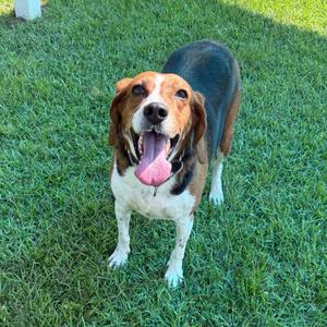 A beagle dog standing on grass with its mouth open and tongue out.