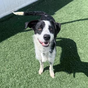 Laffy Taffy, Border Collie / Bulldog, adult, available for adoption