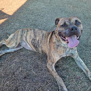 A brindle dog lying on the grass with its tongue out
