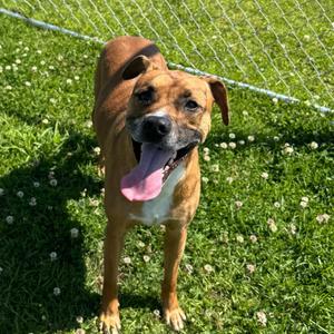 Gordon Ramsey, Pit Bull Terrier, adult, available for adoption