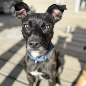 Gypsy, Pit Bull Terrier, adult, available for adoption