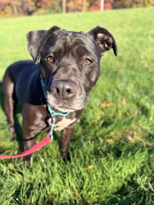 Elvira, Black Labrador Retriever, adult, available for adoption