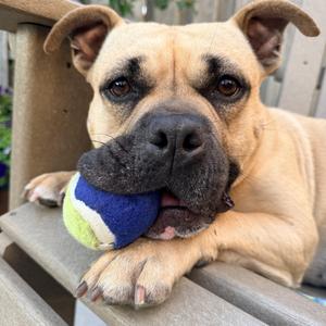 Coco, American Bulldog / French Bulldog, young, available for adoption