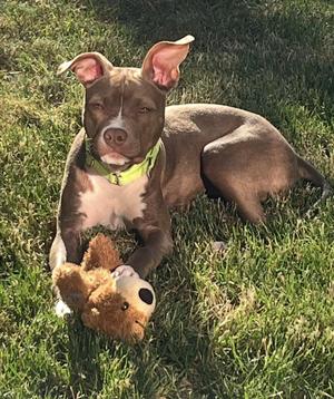 Hazel, Pit Bull Terrier, puppy, available for adoption