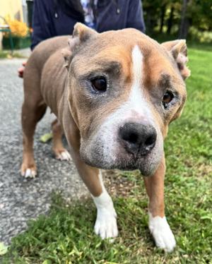 Autumn, American Staffordshire Terrier / American Bulldog, senior, available for adoption