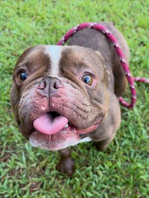 Mocha, French Bulldog / American Bully, adult, available for adoption